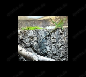 2 Grüne Leguane (iguana iguana) 1.1. NZ September 2025