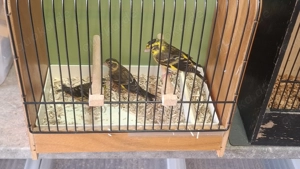  Himalayagrünlinge Himalayazeisige mit DNA