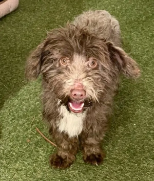 Katzenverträgliches 6kg Mini Männlein SCHOKO