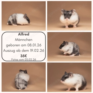 Campell Zwerghamster (Phodopus campbelli)