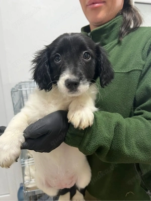 Opal sucht ein Zuhause