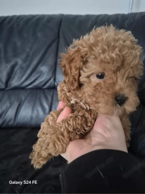 Maltipoo sucht neues Zuhause. Kontakt per WhatsApp: 15753187466