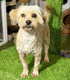 Katzenverträgliches Minimäuschen Julie