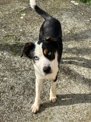 wunderschöner tricolor Rüde mit blauen Augen sucht liebevolles Zuhause 