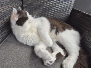 Britisch Kurzhaar BKH Kater