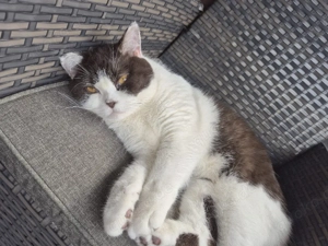 BKH Britische Kurzhaar Kater 