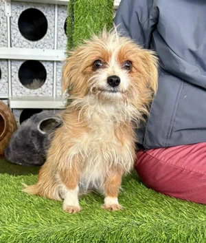 Katzenverträgliches Mini Mädchen LOLA