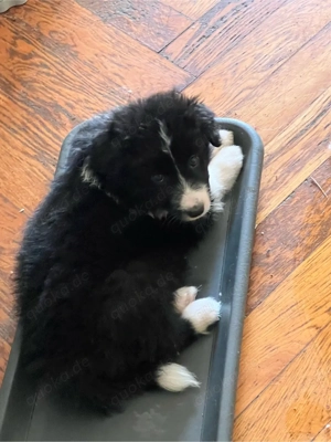 border Collie, Welpen