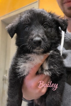 border, Collie, Welpen