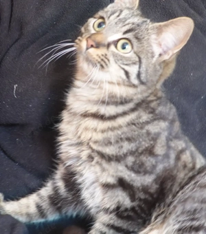 Süße Kätzchen , Kitten , sehr lieb