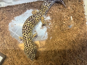 leopardengecko classic männchen 