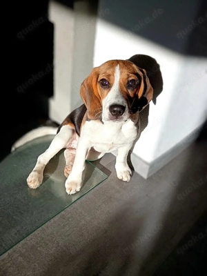 Kinderfreundliches Beagle Weibchen mit Ahnentafel 