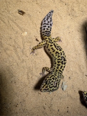 leopardengecko classic dame 