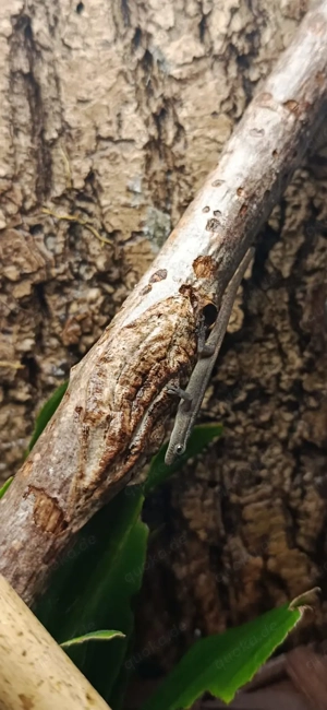 Lygodactylus Conraui Zwergtaggecko 