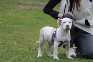 American Bully Welpen Don Joker x Gucci - Top Blutlinen DDK9, Bossy, Sunline