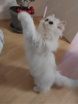 Reinrassiges Perser-Kitten (weiblich) abzugeben   inkl. Zubehör