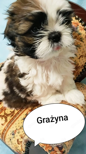  Liebevolle Shih-Tzu-Welpen zu verkaufen