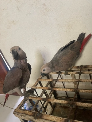 Zwei atemberaubende, handaufgezogene, zahme Kongo-Graupapageien