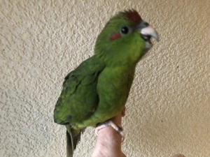 junger handzahmer Ziegensittich-HAHN