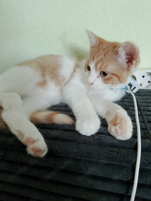 Süßes Katzenbaby kleiner Kater