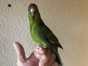 junger handzahmer Ziegensittich-HAHN Bild 4
