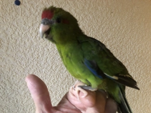 junger handzahmer Ziegensittich-HAHN Bild 3