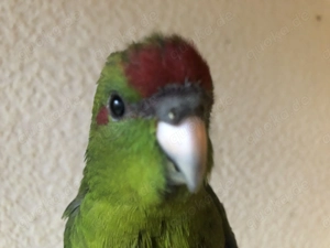 junger handzahmer Ziegensittich-HAHN