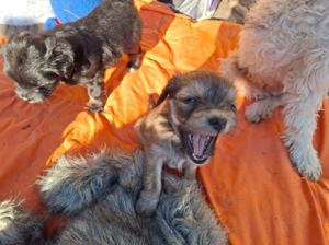 Havaneser Mix Welpen 