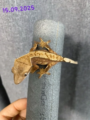 Kronengecko Red Harlequin (0.0.1)