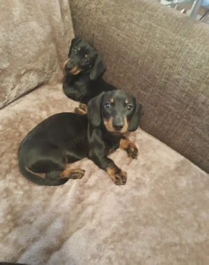 Wunderschöner Zwergdackelwelpe in Schwarz und Loh.