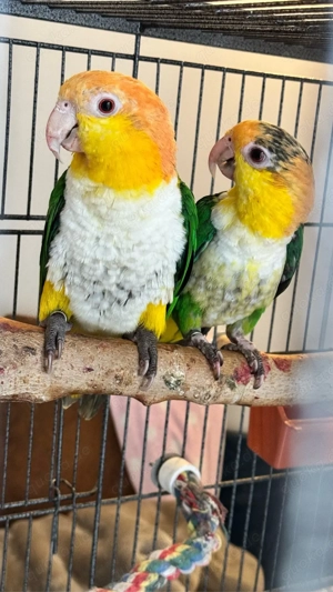 Rostkappenpapagei Paar