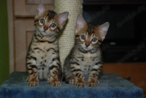 schön Drei Bengalkatze abzugeben