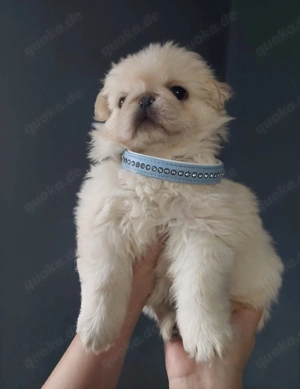 Bezaubernder altdeutscher Mopswelpe weiß (Fluffy)