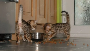 Männchen, Weibchen , Wunderschöne Bengal-Kätzchen suchen 