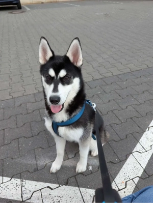 Sibirischer Husky  Sky  sucht ein liebevolles neues Zuhause