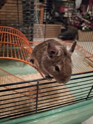 Anspruchsvoller Degu sucht erfahrenes Zuhause