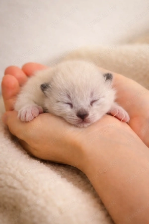    Verkaufsanzeige   Reinrassige Siam-Kätzchen   