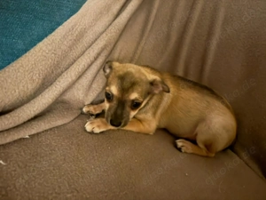 Chihuahua suchen absofort ihr Körbchen!