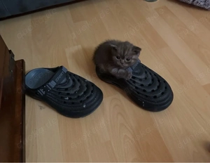 3 kleine katzen suchen einen neuen Dosenöffner