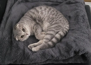 BKH  - 20 Monate jung - 250 VHB