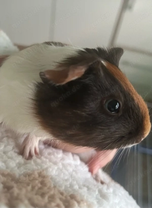 Meerschweinchen Paar