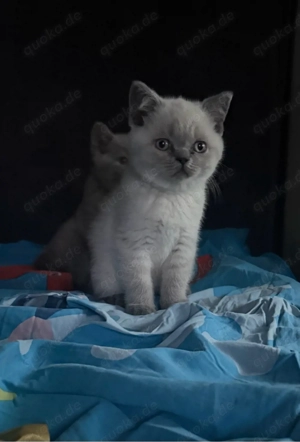bkh kitten reinrassig nur noch 1 alle reserviert 