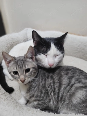 Kätzchen aus dem Tierschutz Bild 3