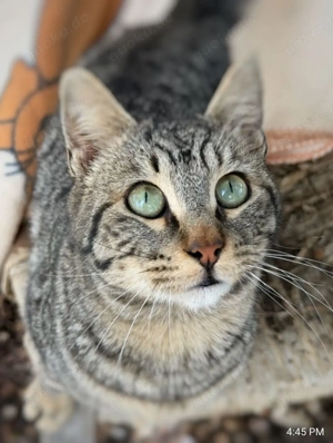 Kätzchen aus dem Tierschutz