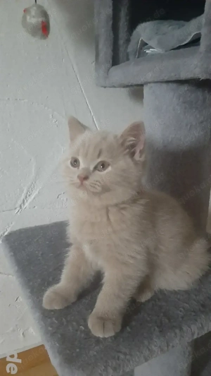 Britisch Kurzhaar-Kätzchen reinrassig