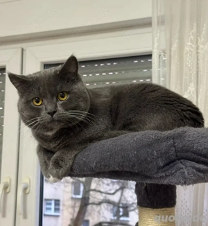 Junges Kater- und Katzenpaar sucht neues, liebevolles Zuhause