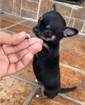 Teacup-Chihuahua