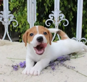 Jack Russell Terrier welpen