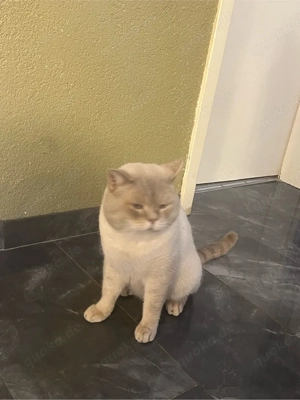 BKH Blue point deckkater