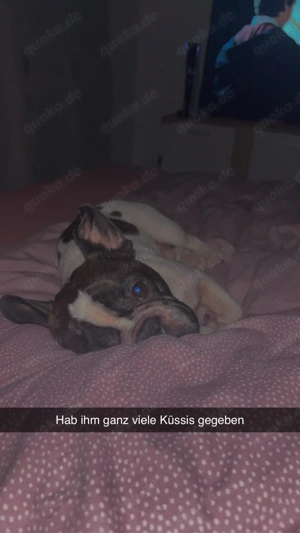 Französische Bulldogge